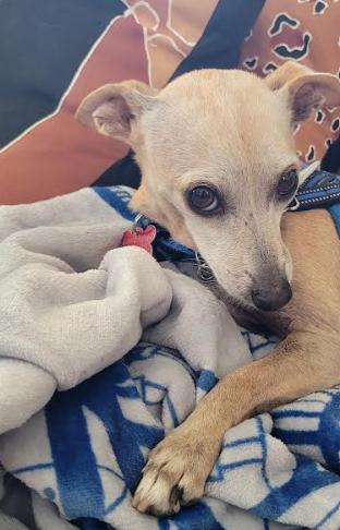 Enlarge Ravioli, a Adoptable mixed breed in San Diego, CA image 1/3