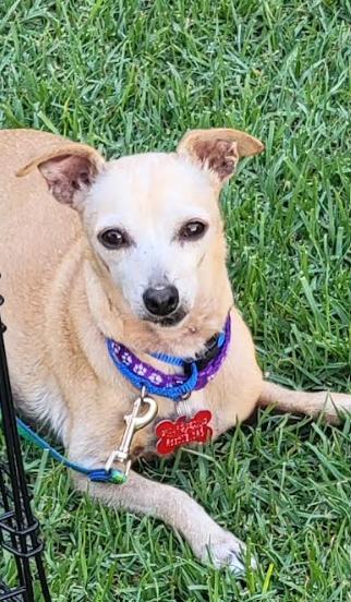 Enlarge Ravioli, a Adoptable mixed breed in San Diego, CA image 1/3