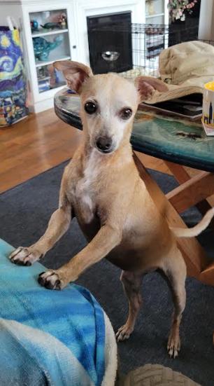 Enlarge Ravioli, a Adoptable mixed breed in San Diego, CA image 3/3