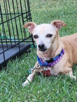 Enlarge Ravioli, a Adoptable mixed breed in San Diego, CA image 2/3