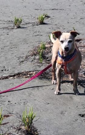 Enlarge Ravioli, a Adoptable mixed breed in San Diego, CA image 3/3