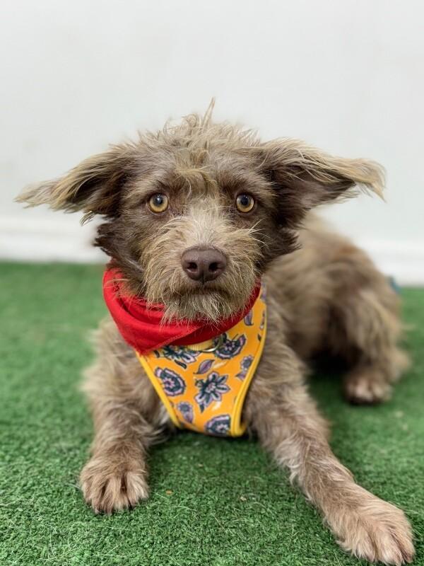 Lollipop, an adoptable Schnoodle, Border Terrier in Santa Ana, CA, 92701 | Photo Image 1