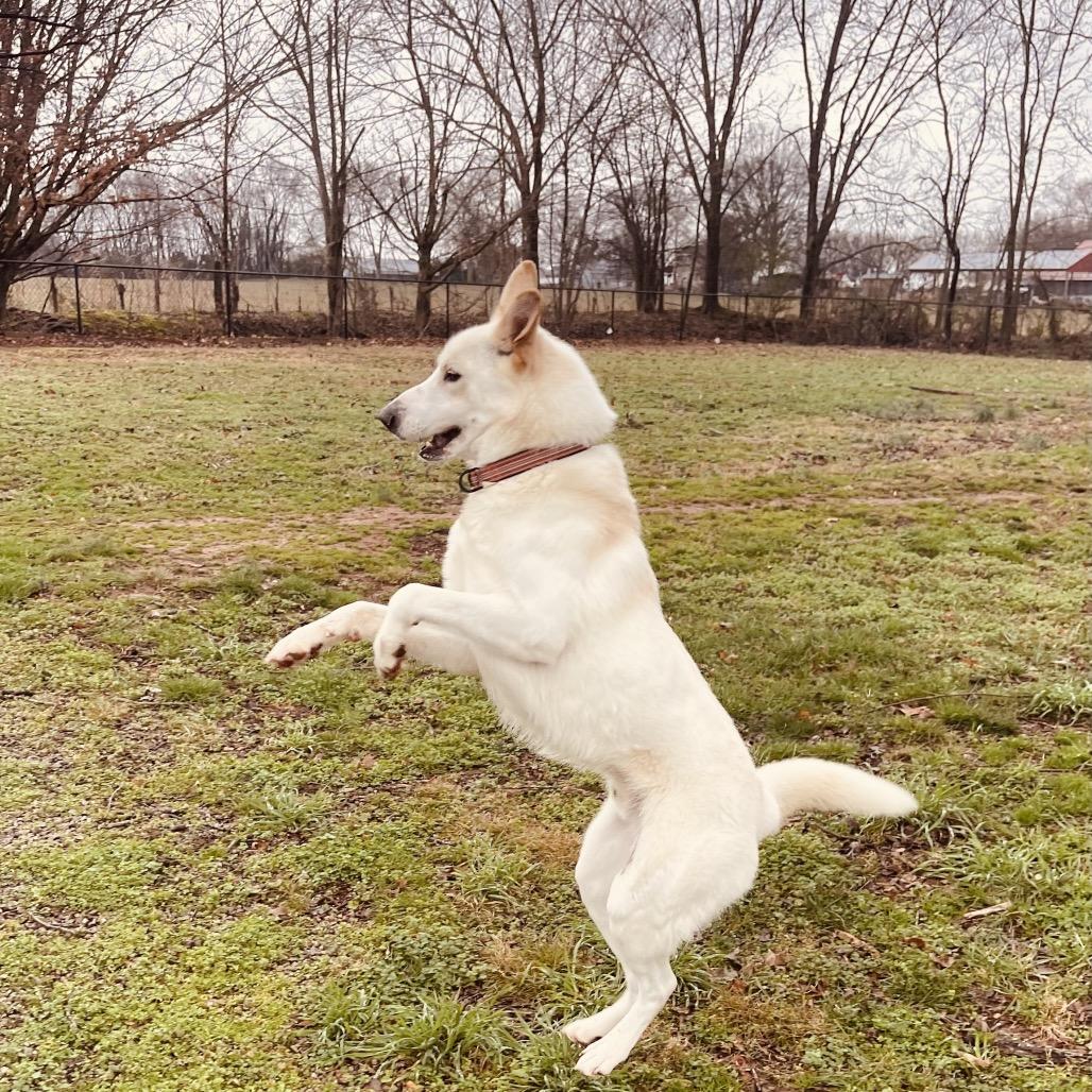Hemi, Adoptable, Adult Male Shepherd.