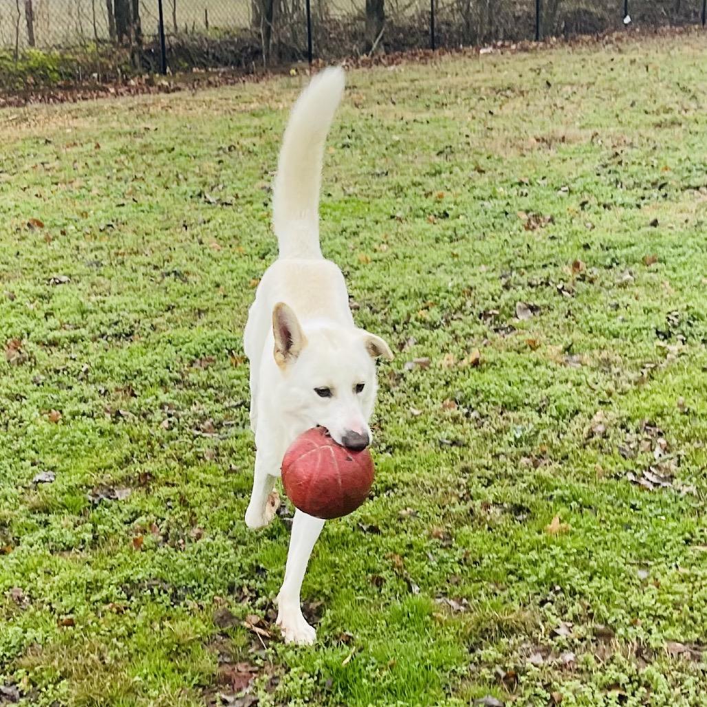 Enlarge Hemi, a Adoptable Shepherd in Huntsville, AL image 2/5