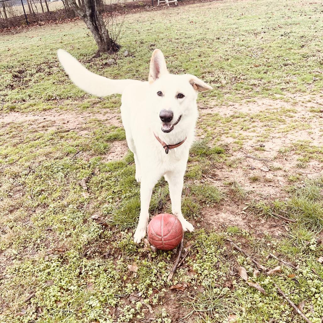 Enlarge Hemi, a Adoptable Shepherd in Huntsville, AL image 3/5