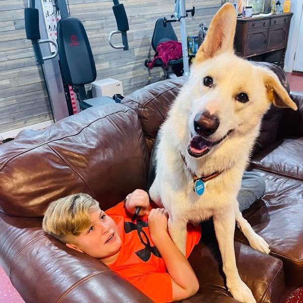 Enlarge Hemi, a Adoptable Shepherd in Huntsville, AL image 4/5