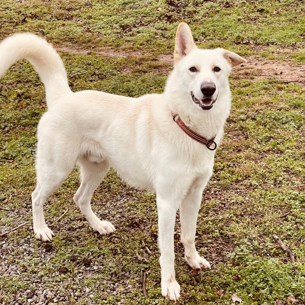 Enlarge Hemi, a Adoptable Shepherd in Huntsville, AL image 5/5