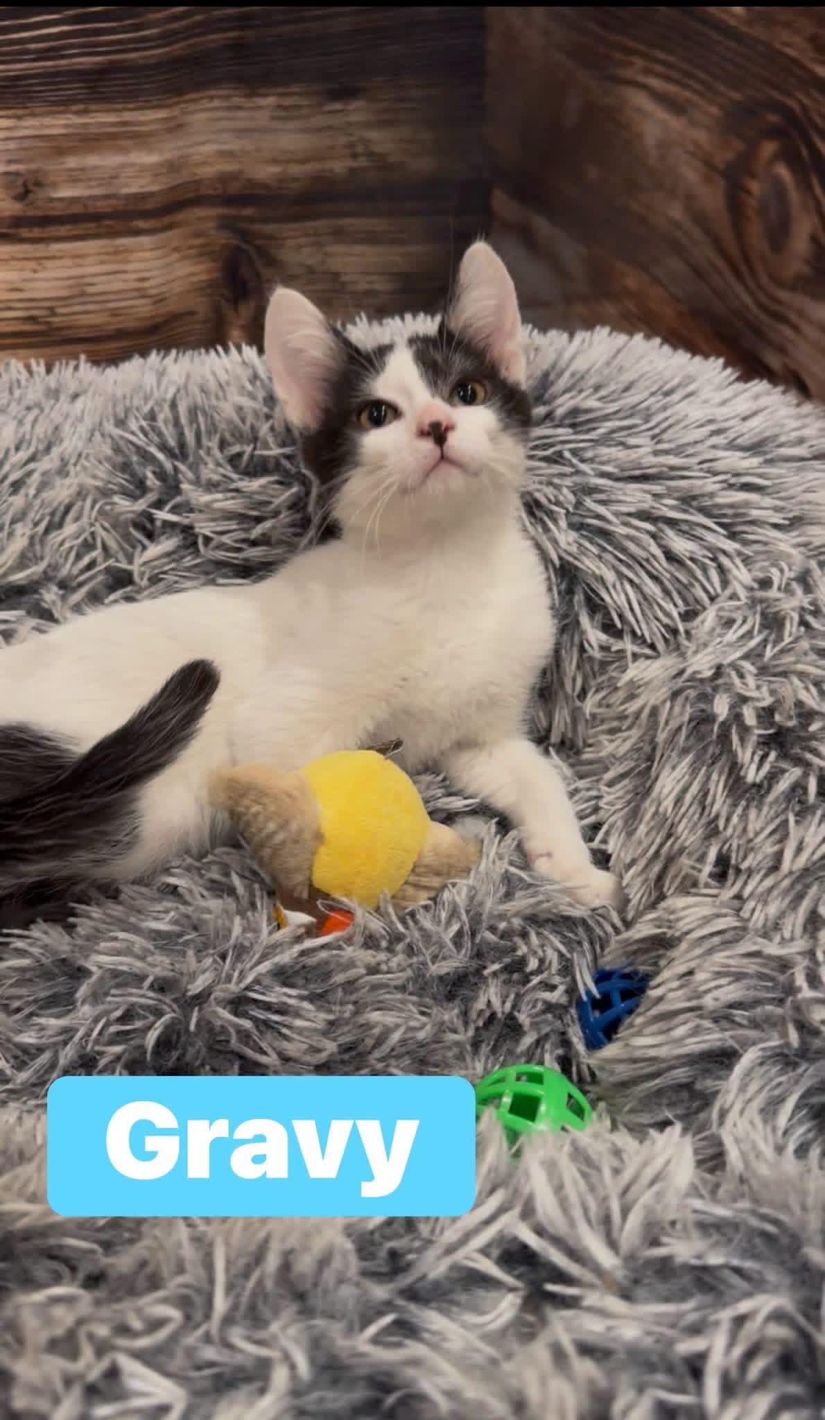 Gravy, Adoptable, Kitten Male Tuxedo.
