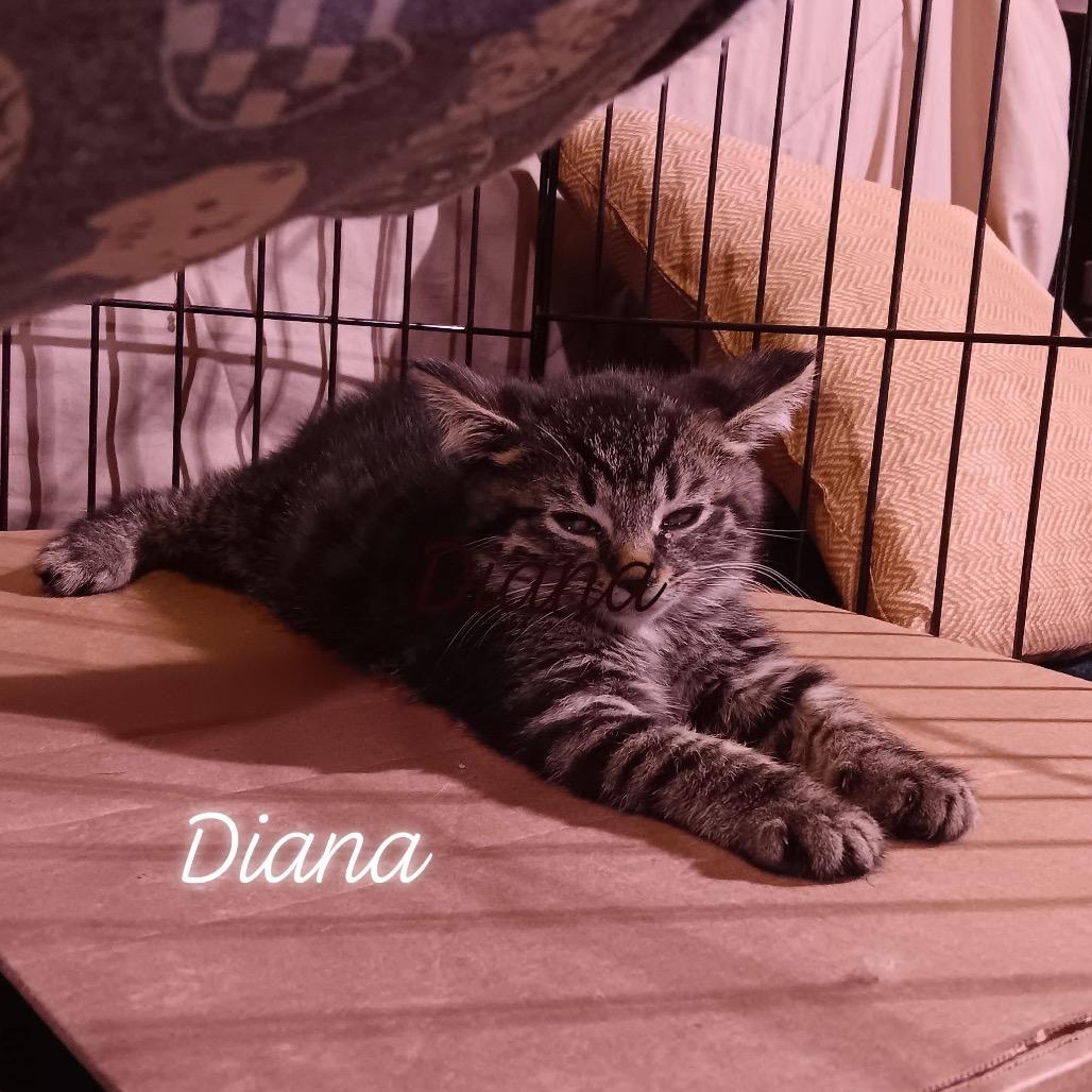 Enlarge Dan, a Adoptable Domestic Short Hair in Johnstown, PA image 1/1