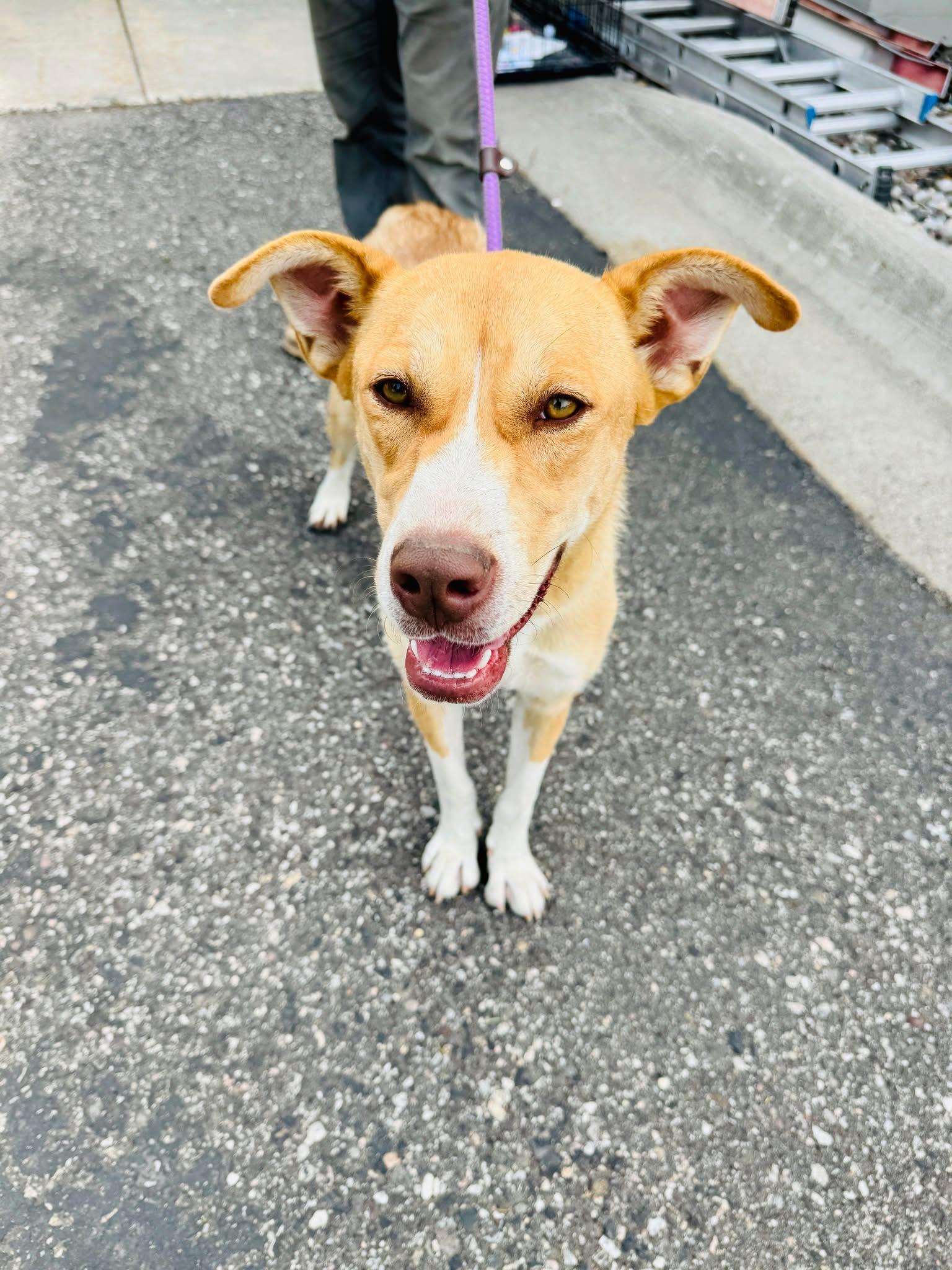 Bo Peep, an adoptable Mixed Breed in Wilsall, MT, 59086 | Photo Image 1