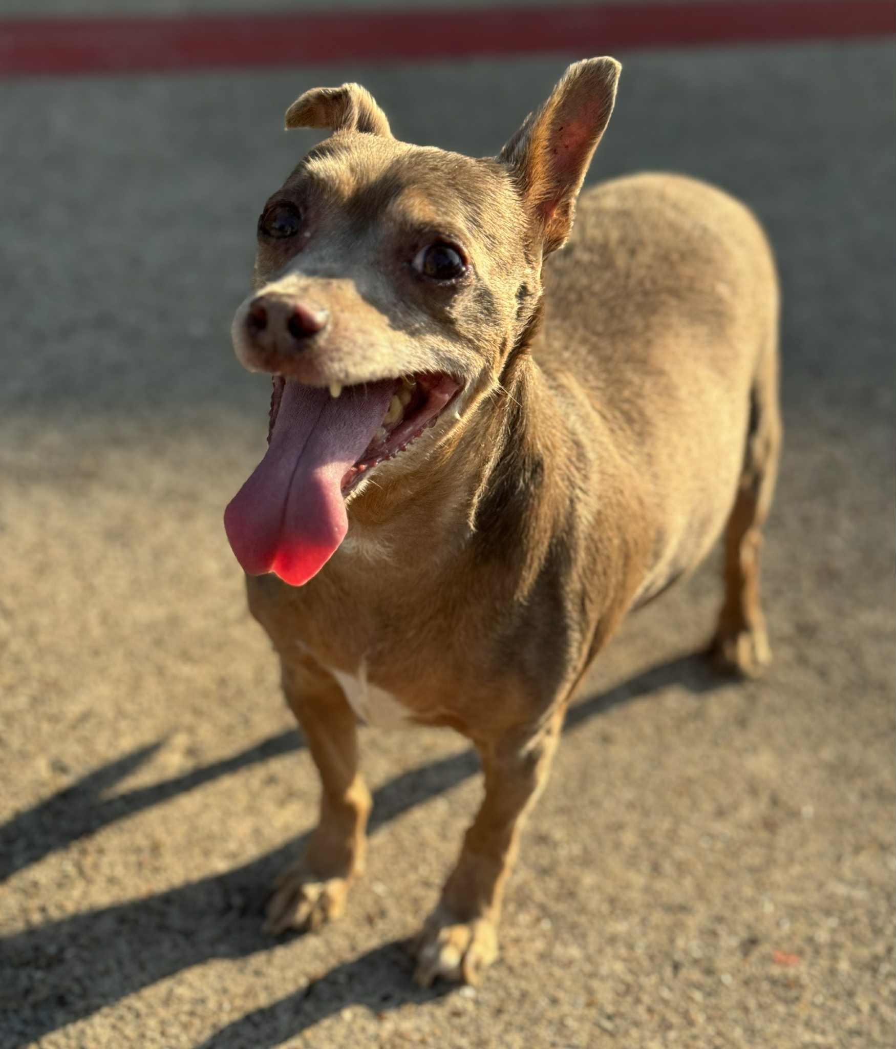 Marcus, Adoptable, Senior Male Chihuahua.