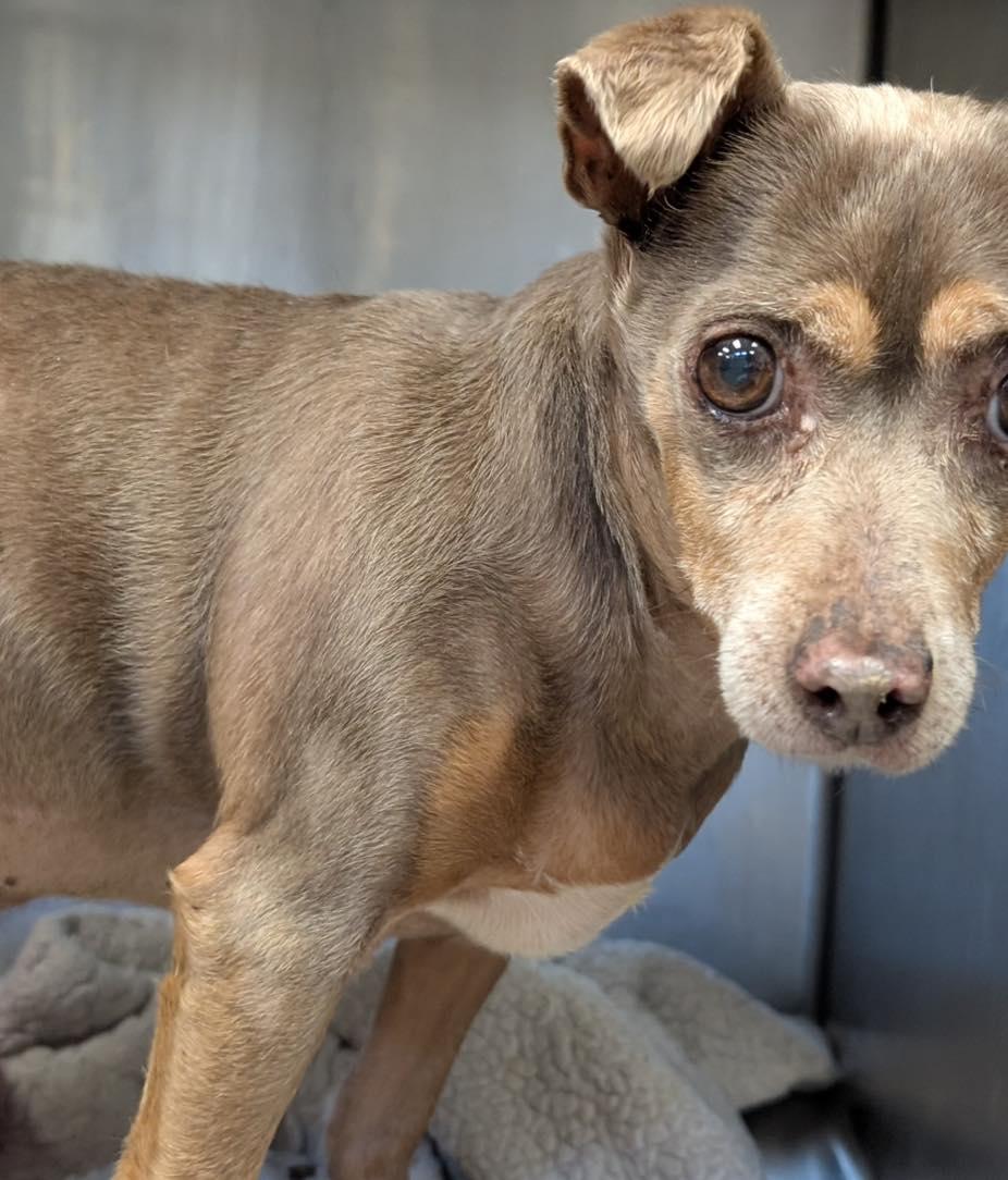 Marcus, a Adoptable mixed breed in Irving, TX image 2/2