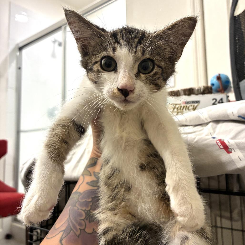 Enlarge Java, a Adoptable Domestic Short Hair in Titusville, FL image 3/4