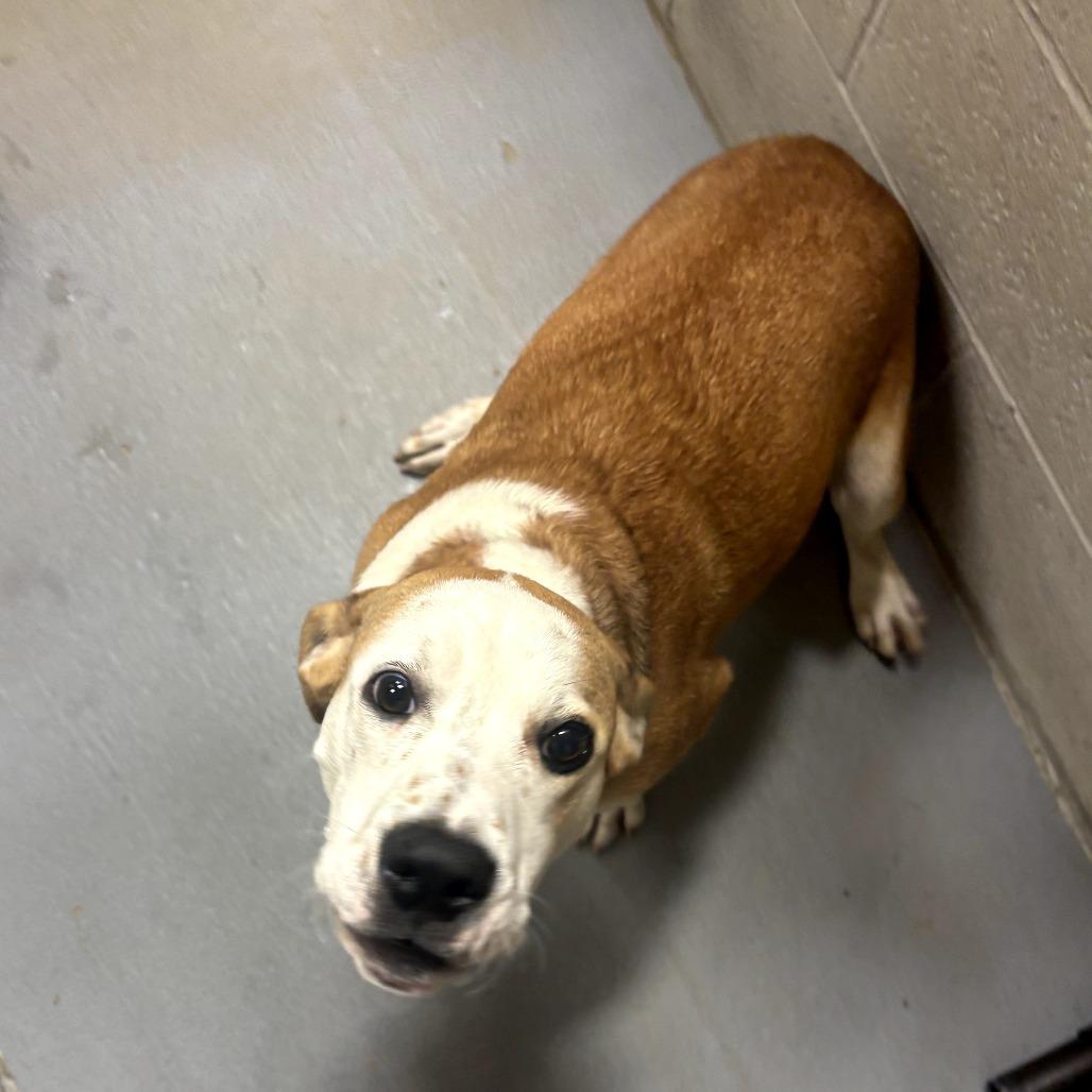 Enlarge Buddy, a Adoptable Mixed Breed in Beckley, WV image 1/1