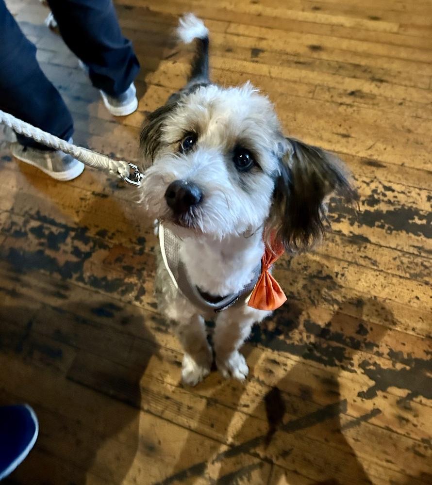 Koda, Adoptable, Adult Male Poodle & Bernese Mountain Dog.