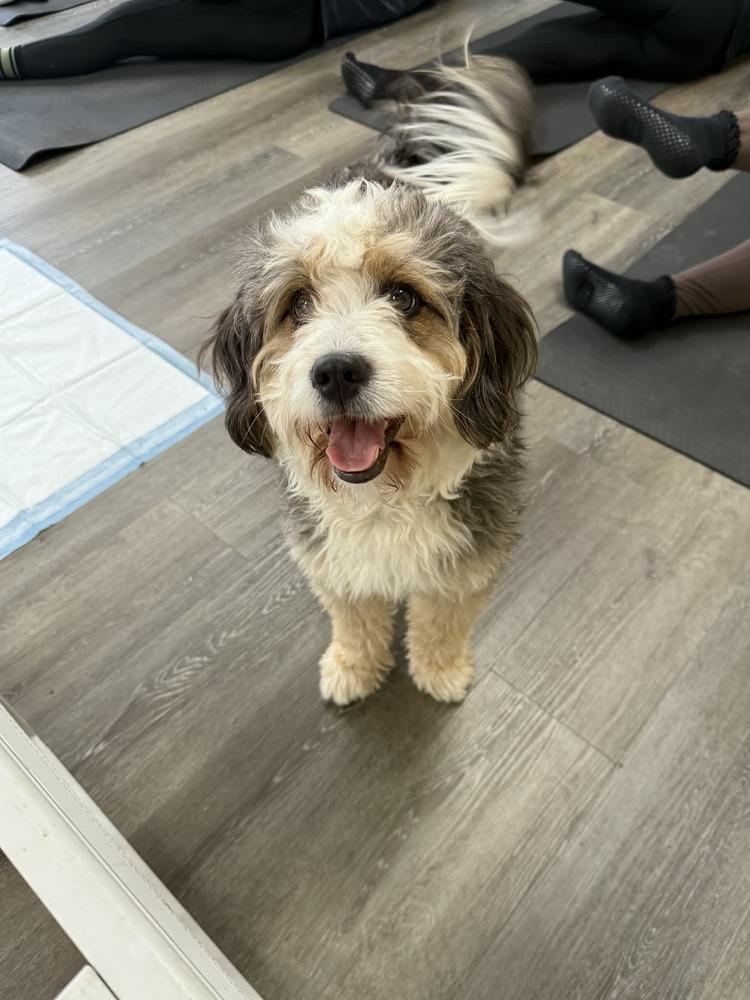 Enlarge Koda, a Adoptable mixed breed in Valley Stream, NY image 2/6