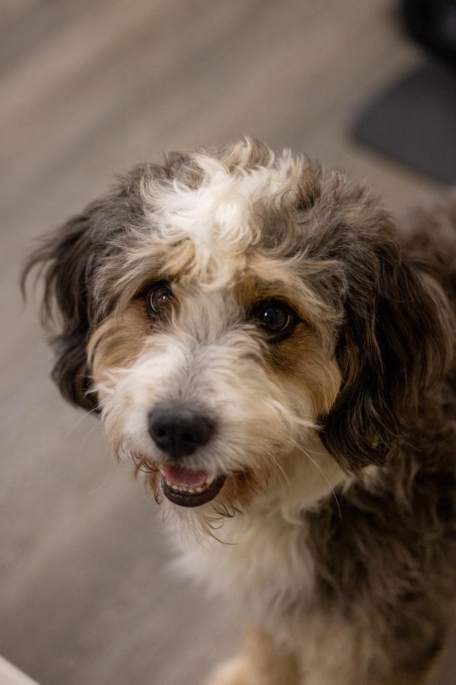 Enlarge Koda, a Adoptable mixed breed in Valley Stream, NY image 3/6