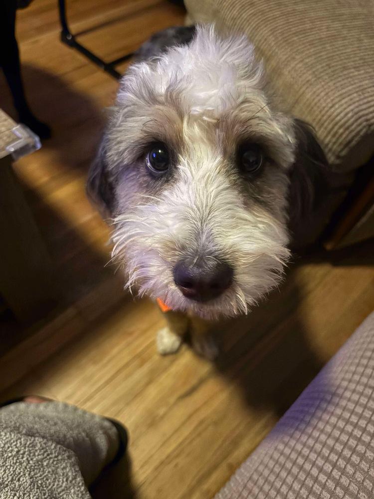 Enlarge Koda, a Adoptable mixed breed in Valley Stream, NY image 6/6