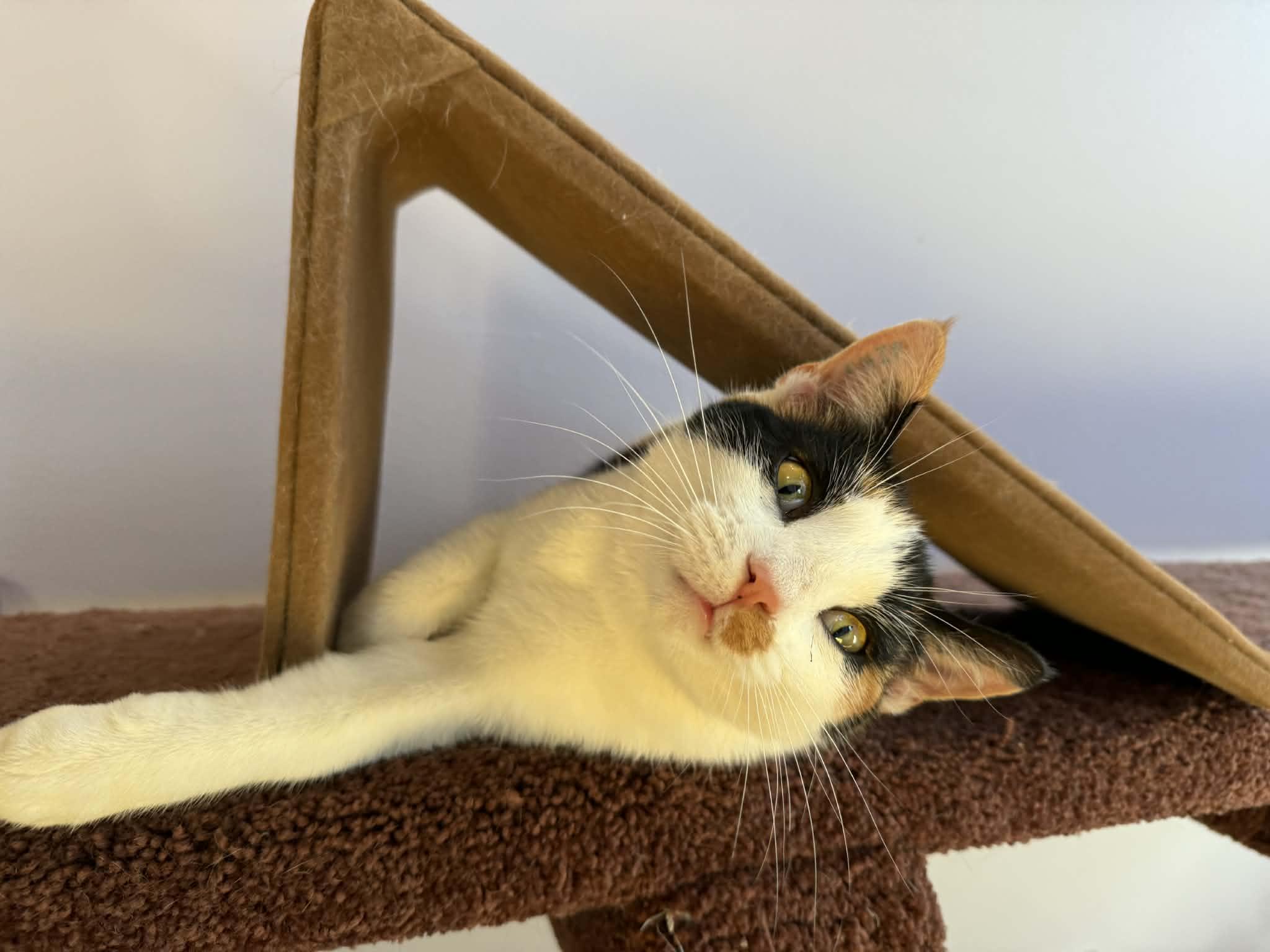 Enlarge Calliope (cat café), an adoptable mixed breed in Lafayette, IN image 1/2