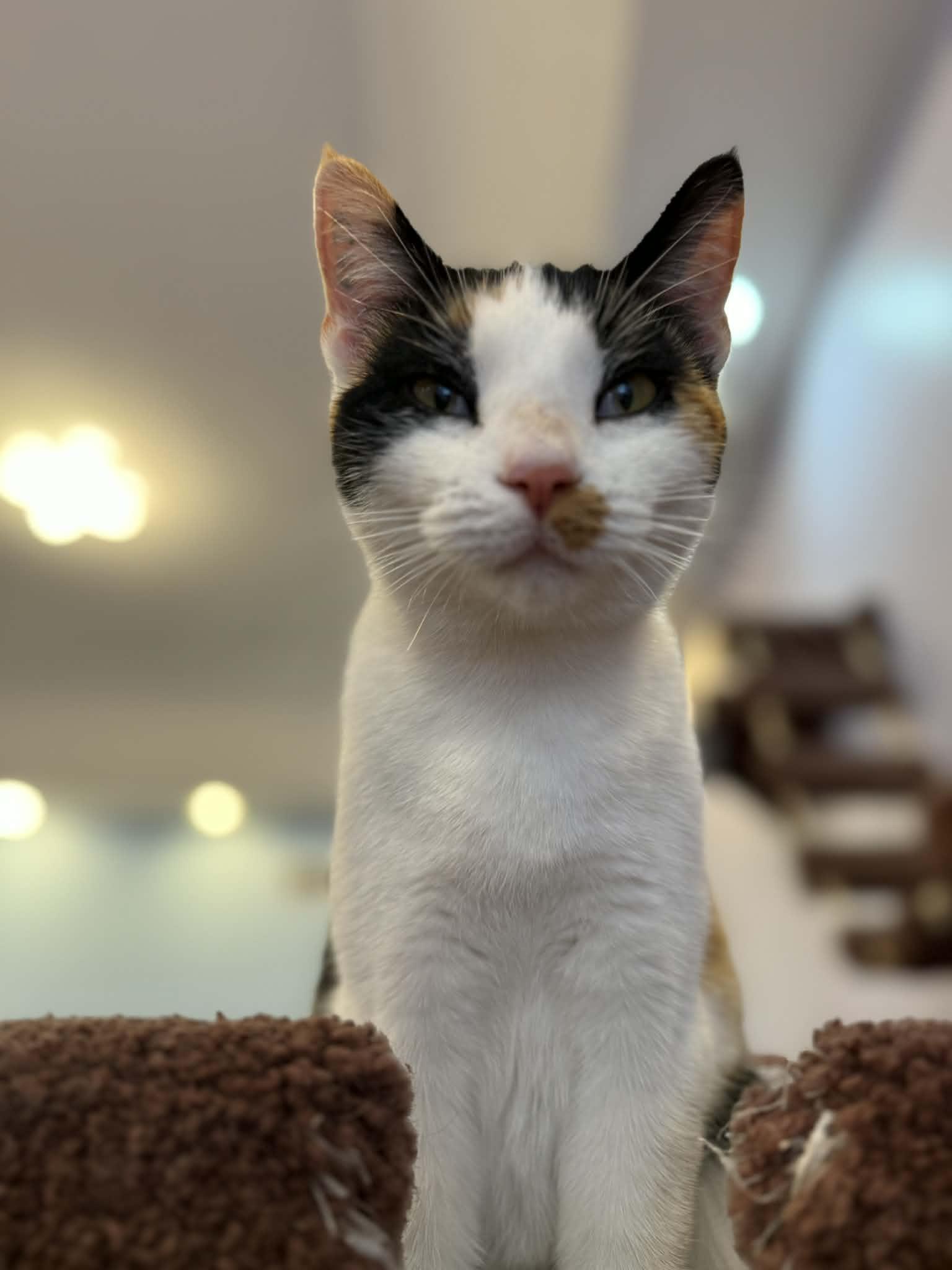 Enlarge Calliope (cat café), an adoptable mixed breed in Lafayette, IN image 2/2