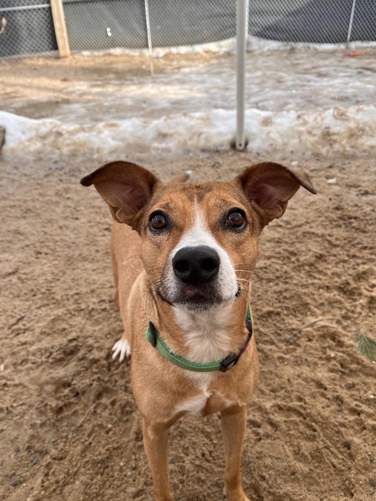 Lilly - 25293, Adoptable, Adult Female Retriever.