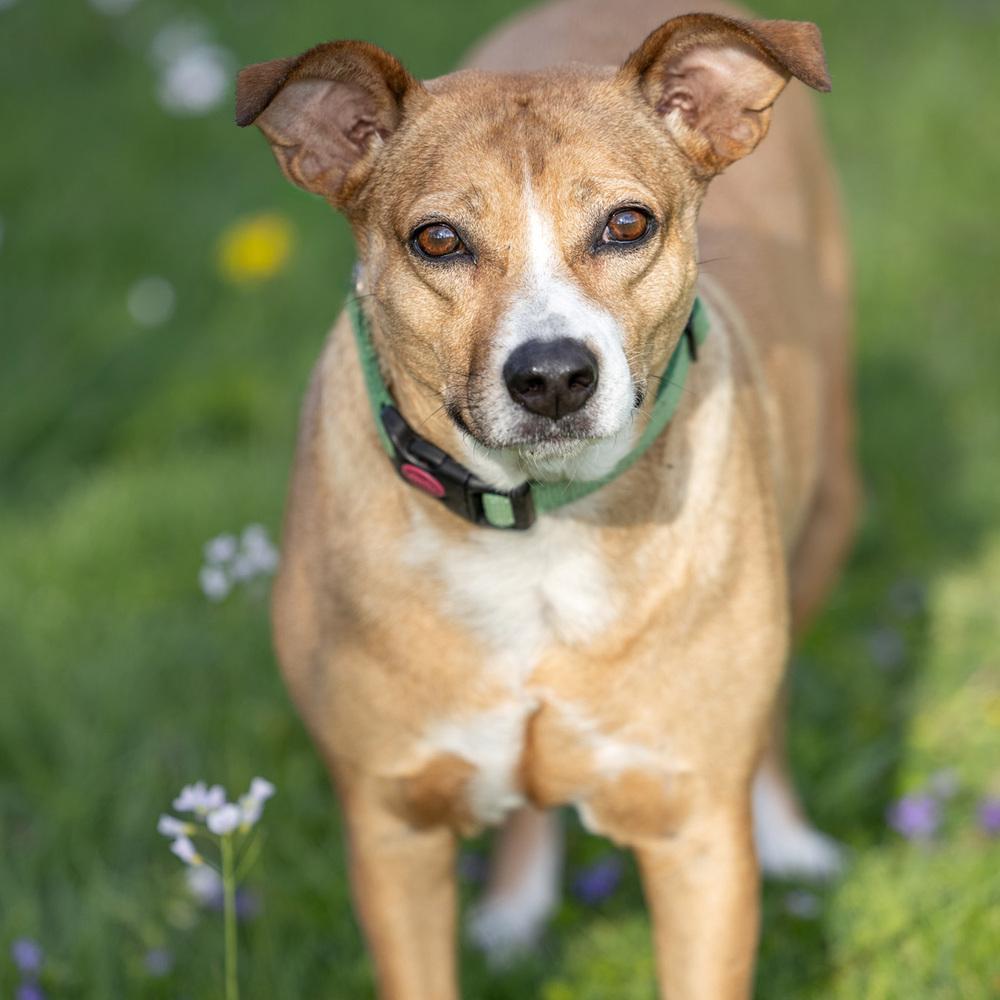 Lilly - 25293, a Adoptable mixed breed in Armonk, NY image 1/6