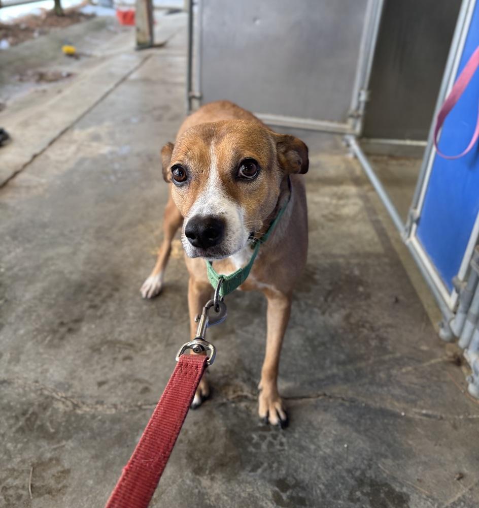 Enlarge Lilly - 25293, a Adoptable mixed breed in Armonk, NY image 1/4