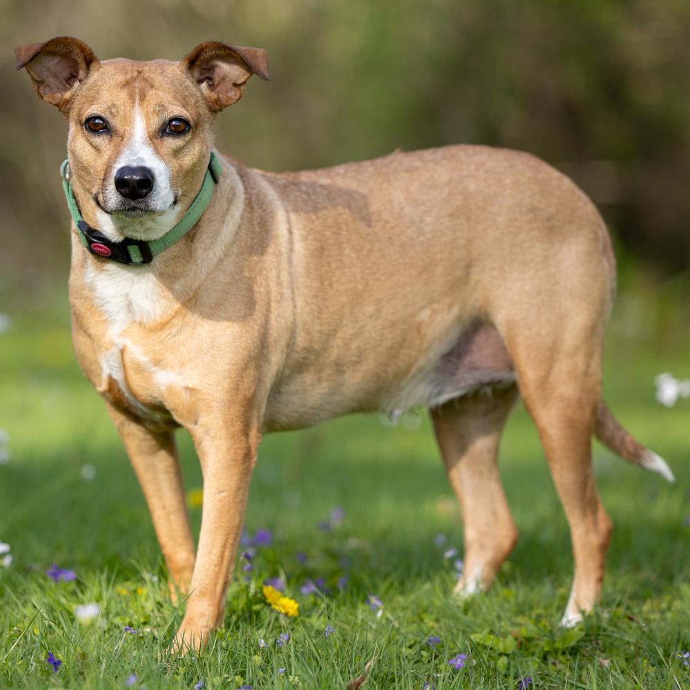 Lilly - 25293, a Adoptable mixed breed in Armonk, NY image 4/6