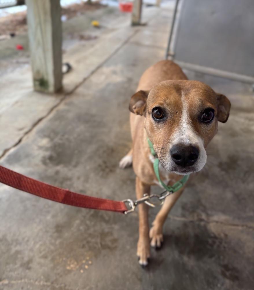 Enlarge Lilly - 25293, a Adoptable mixed breed in Armonk, NY image 2/4