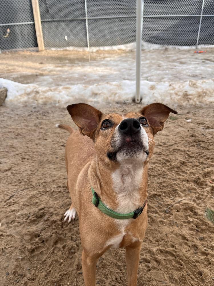 Enlarge Lilly - 25293, a Adoptable mixed breed in Armonk, NY image 4/6