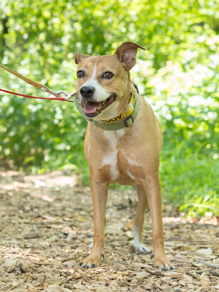 Lilly - 25293, a Adoptable mixed breed in Armonk, NY image 4/6