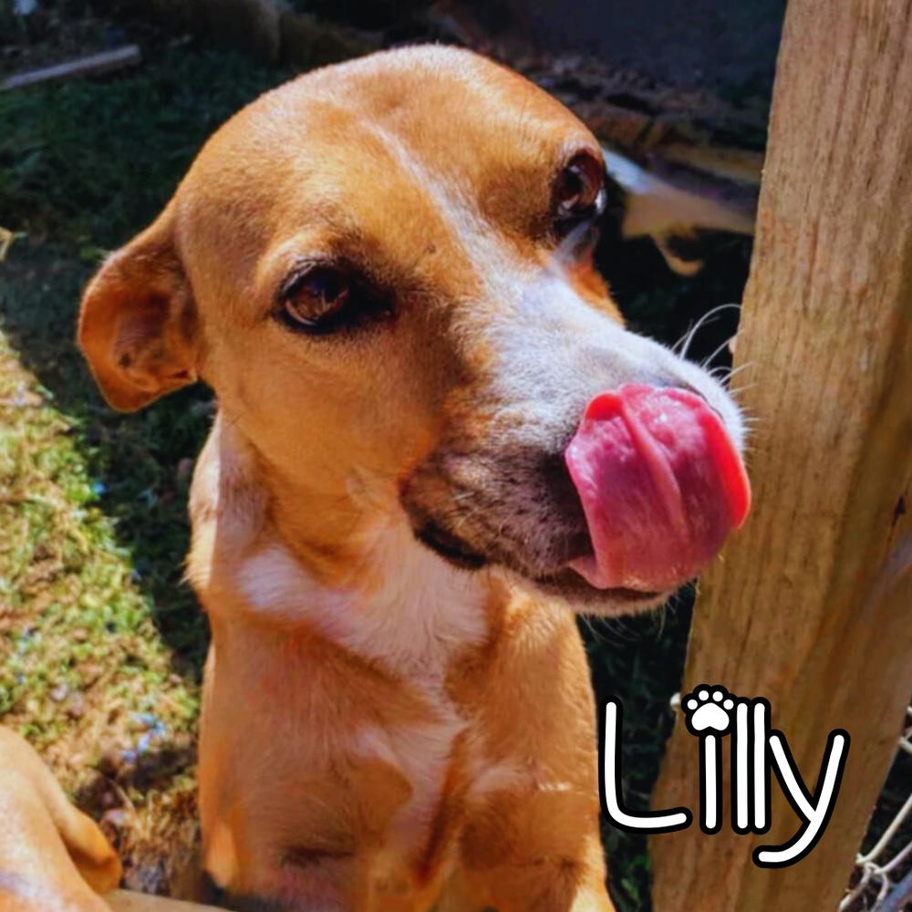 Enlarge Lilly - 25293, a Adoptable mixed breed in Armonk, NY image 3/4
