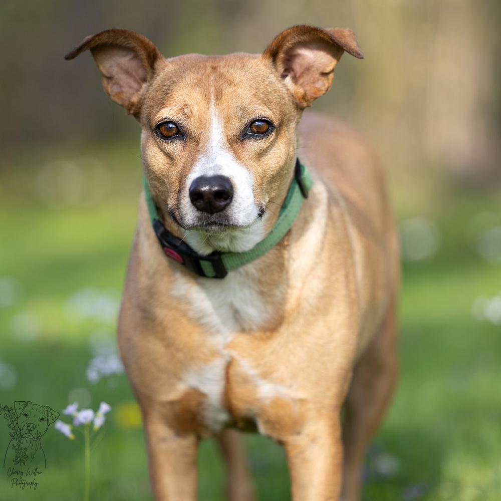 Lilly - 25293, a Adoptable mixed breed in Armonk, NY image 5/6