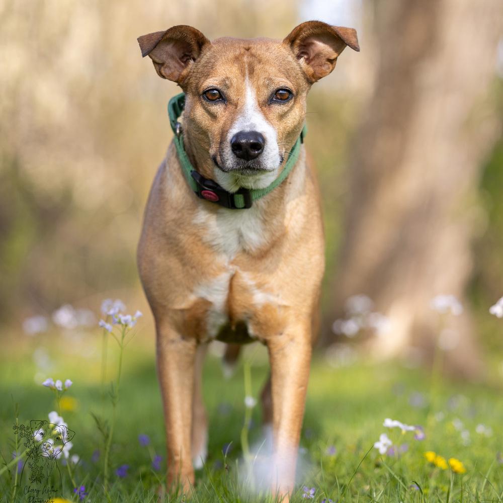 Lilly - 25293, a Adoptable mixed breed in Armonk, NY image 6/6