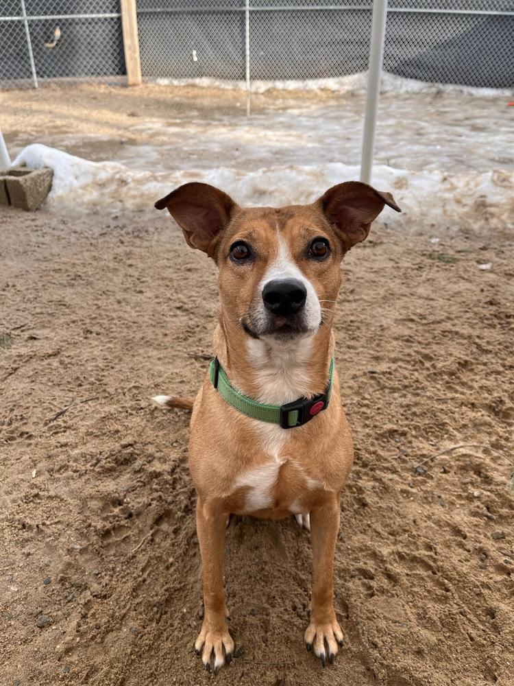 Enlarge Lilly - 25293, a Adoptable mixed breed in Armonk, NY image 6/6