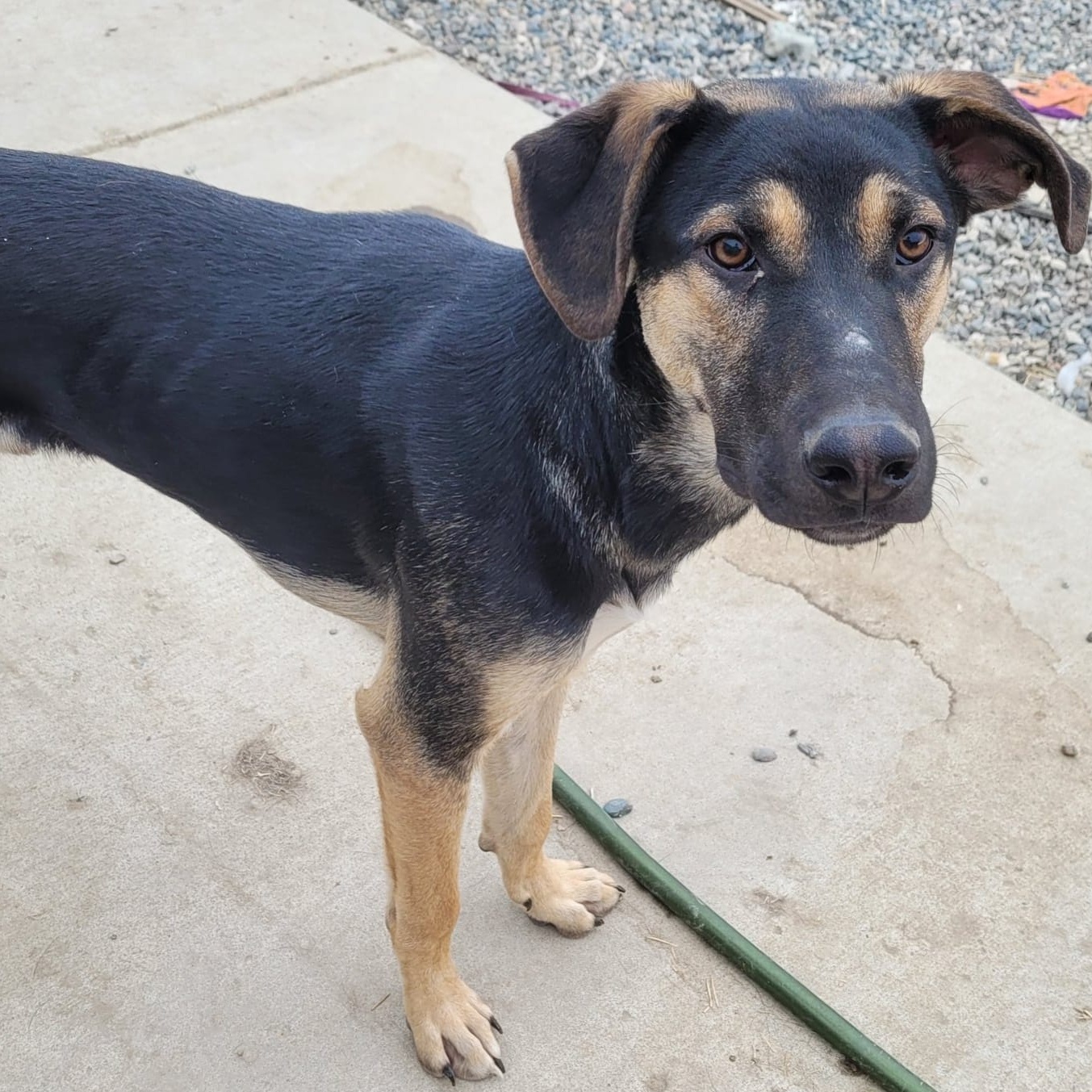 Enlarge Remy, a Adoptable mixed breed in Billings, MT image 5/6