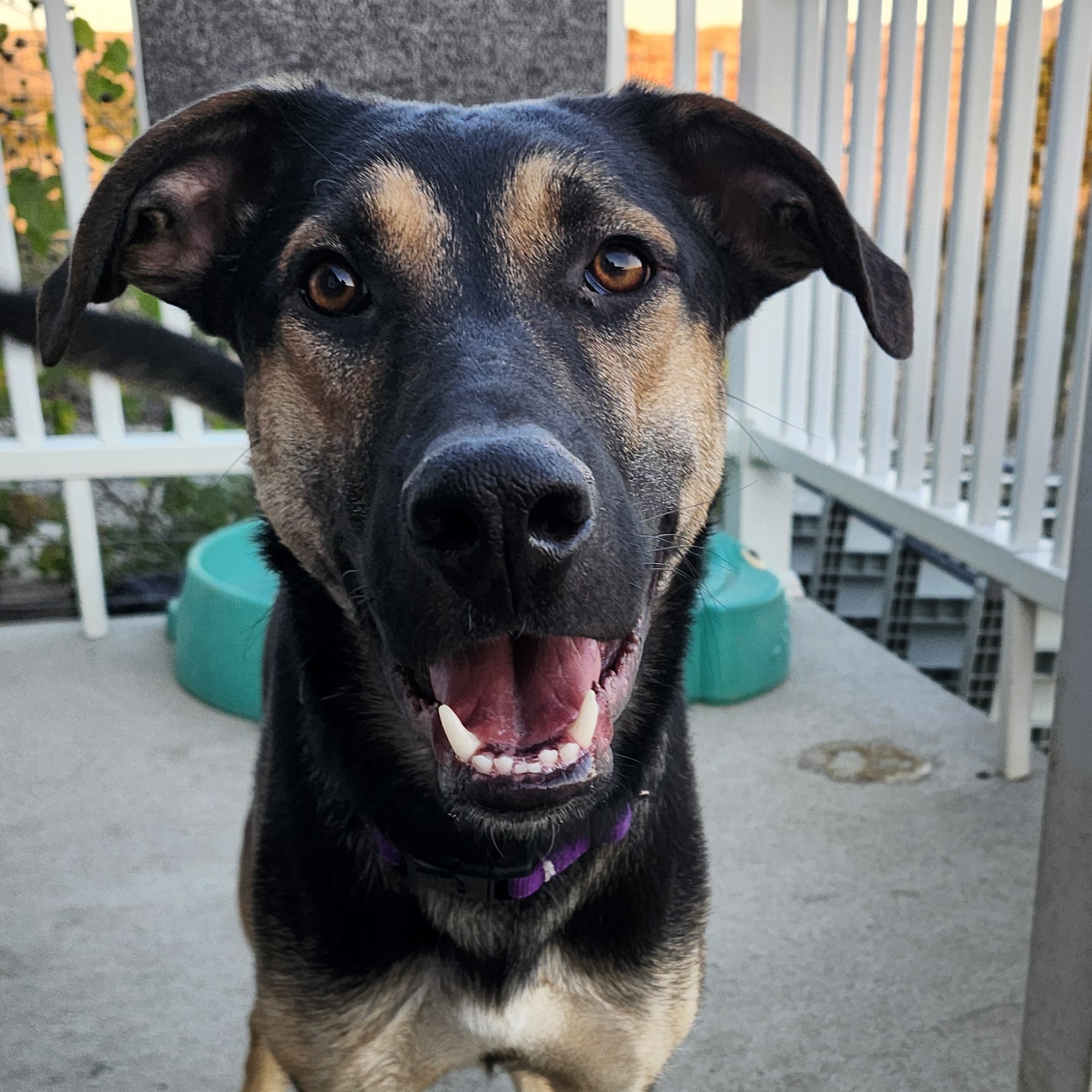 Enlarge Remy, a Adoptable mixed breed in Billings, MT image 1/6