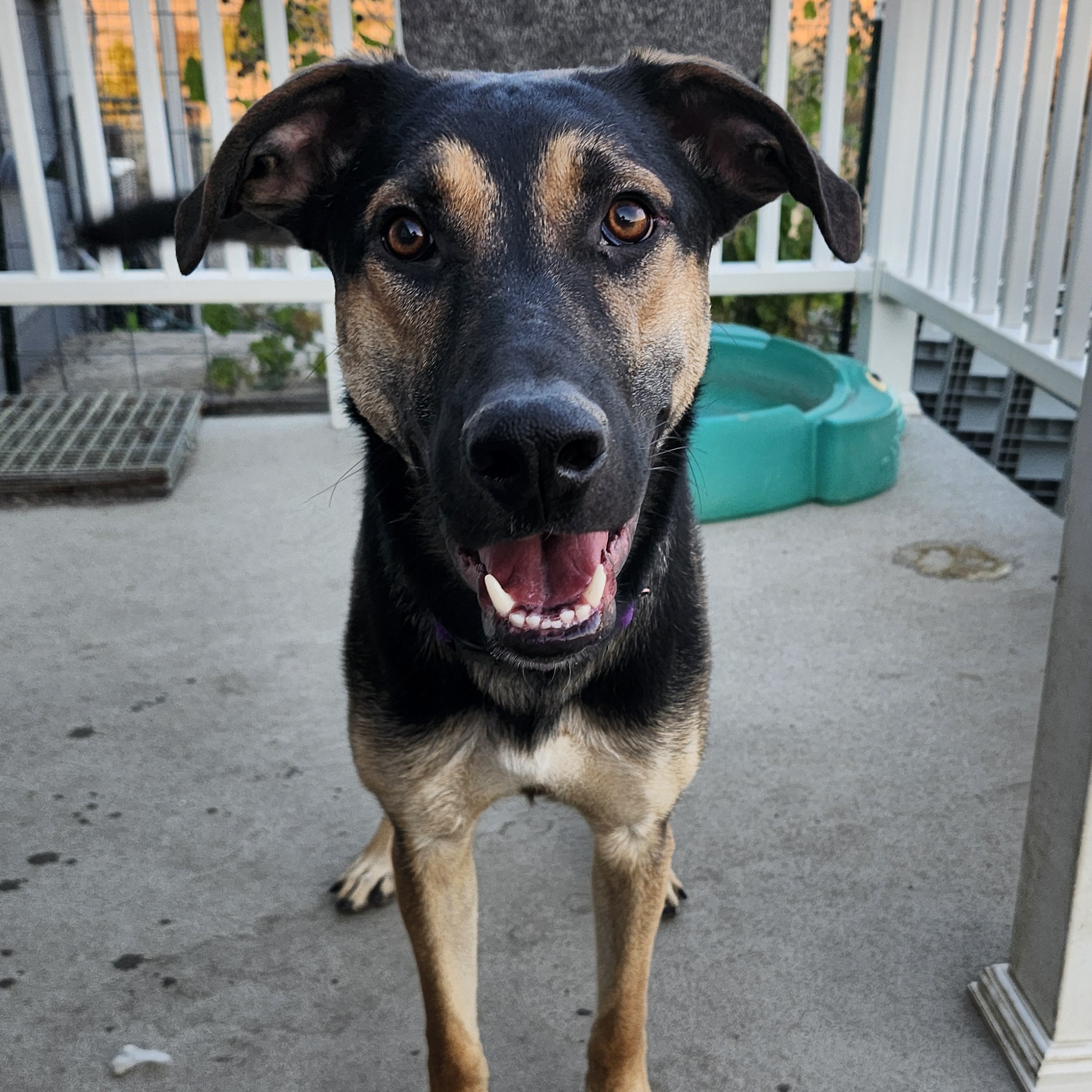 Enlarge Remy, a Adoptable mixed breed in Billings, MT image 3/6