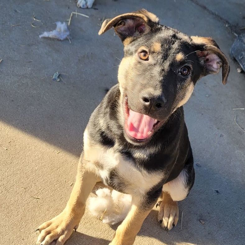 Enlarge Remy, a Adoptable mixed breed in Billings, MT image 6/6