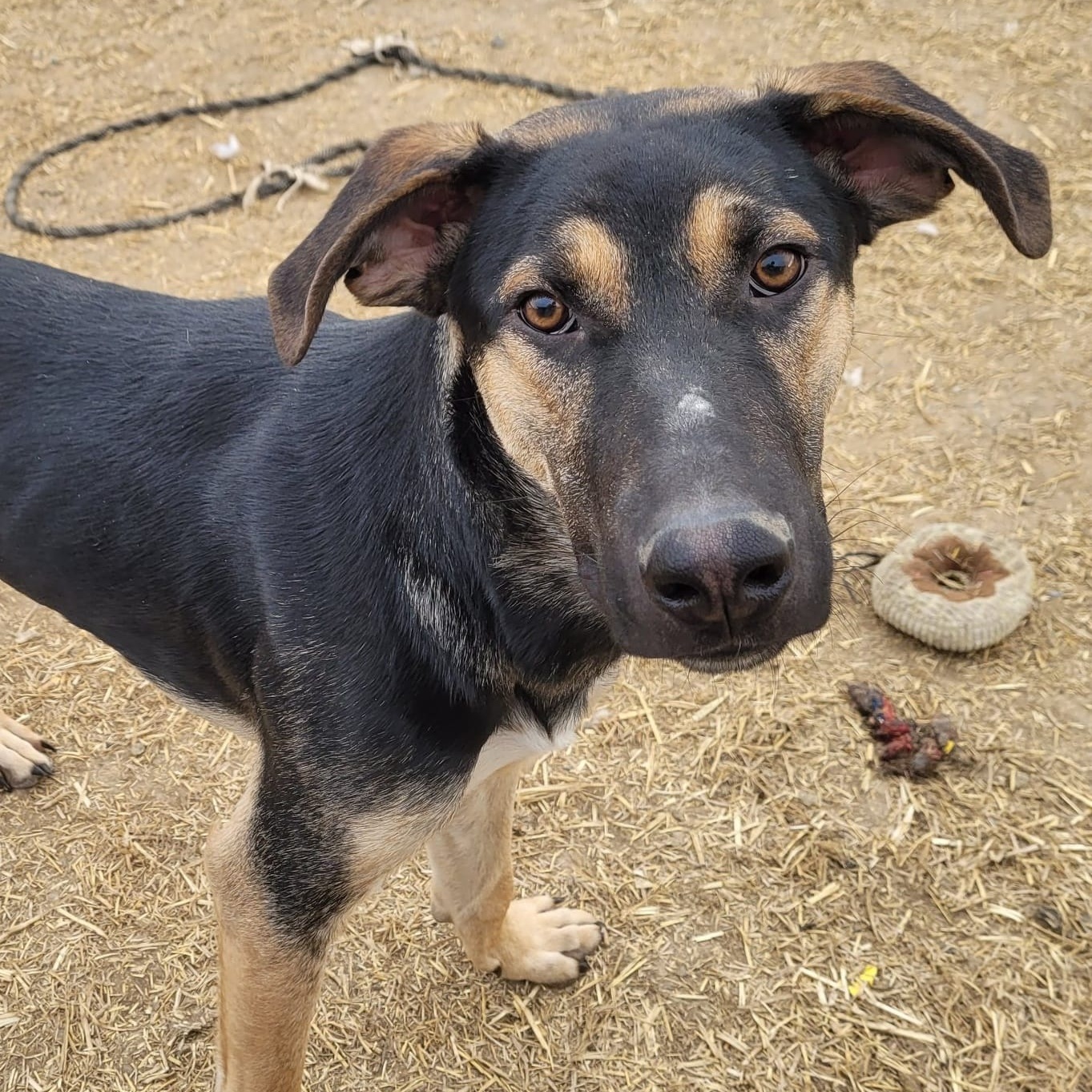 Enlarge Remy, a Adoptable mixed breed in Billings, MT image 2/6