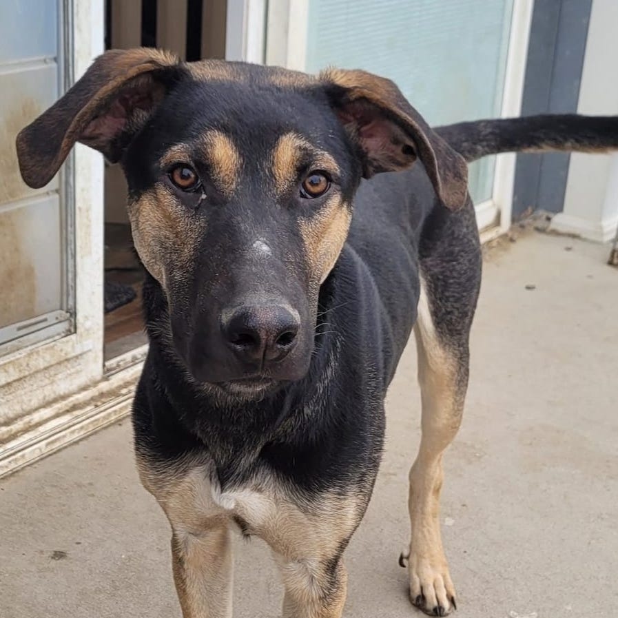 Enlarge Remy, a Adoptable mixed breed in Billings, MT image 4/6