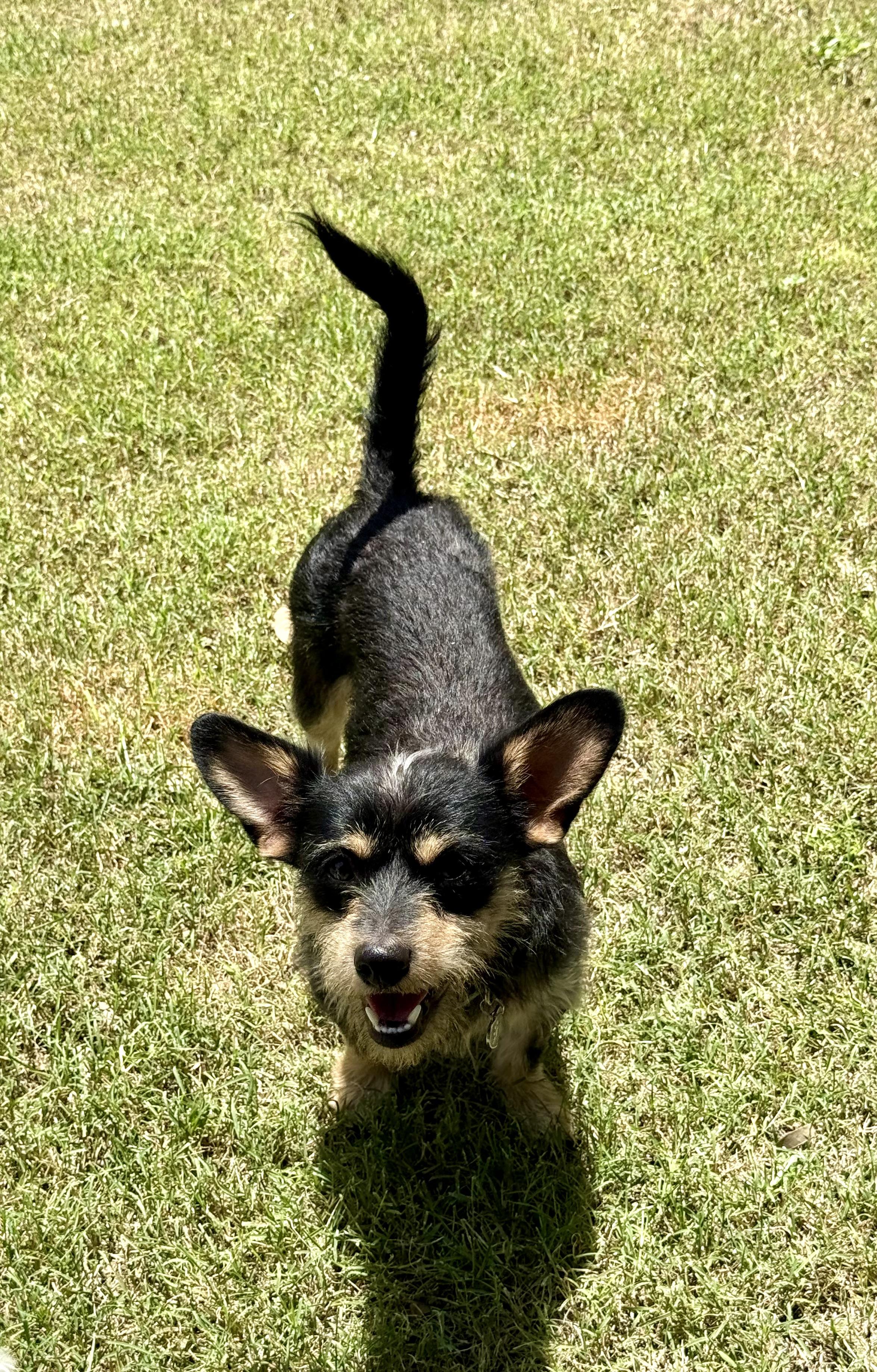 Enlarge Scamp loves kids, dogs, and cats, a ADOPTABLE mixed breed in Lockhart, TX image 1/5