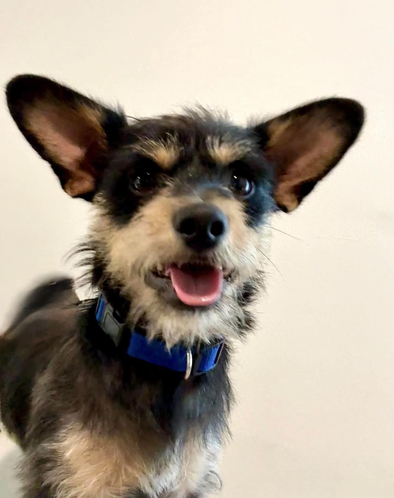 Enlarge Scamp loves kids, dogs, and cats, a ADOPTABLE mixed breed in Lockhart, TX image 4/5