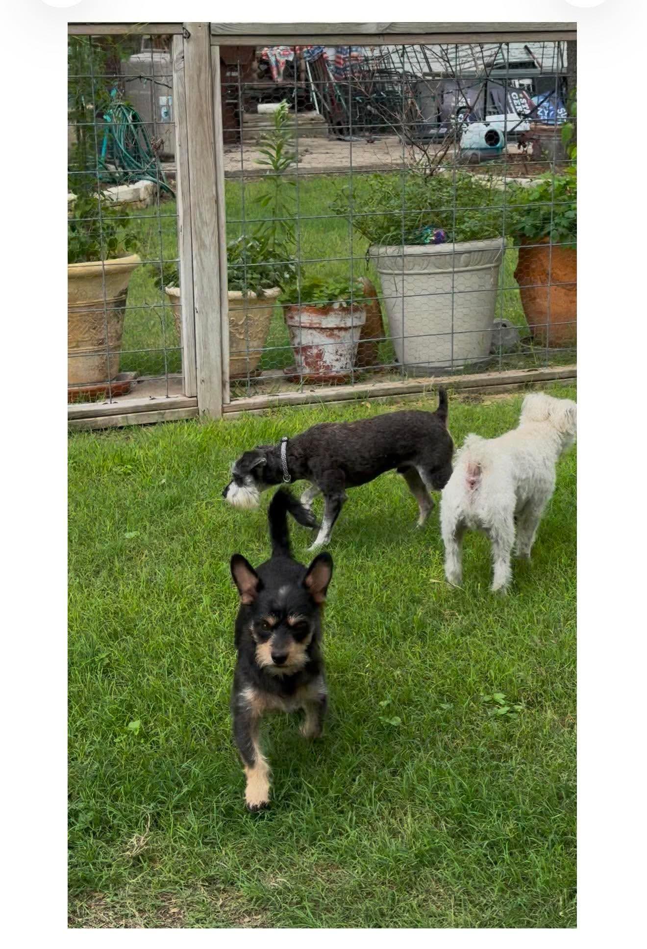 Enlarge Scamp loves kids, dogs, and cats, a ADOPTABLE mixed breed in Lockhart, TX image 3/5