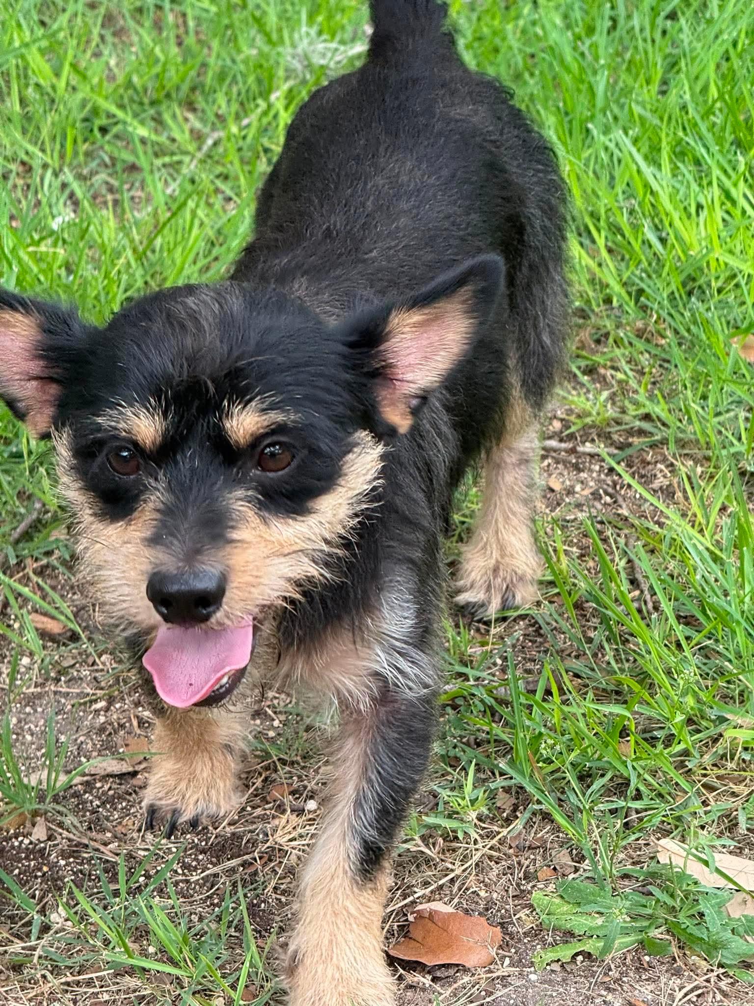 Enlarge Scamp loves kids, dogs, and cats, a ADOPTABLE mixed breed in Lockhart, TX image 2/5