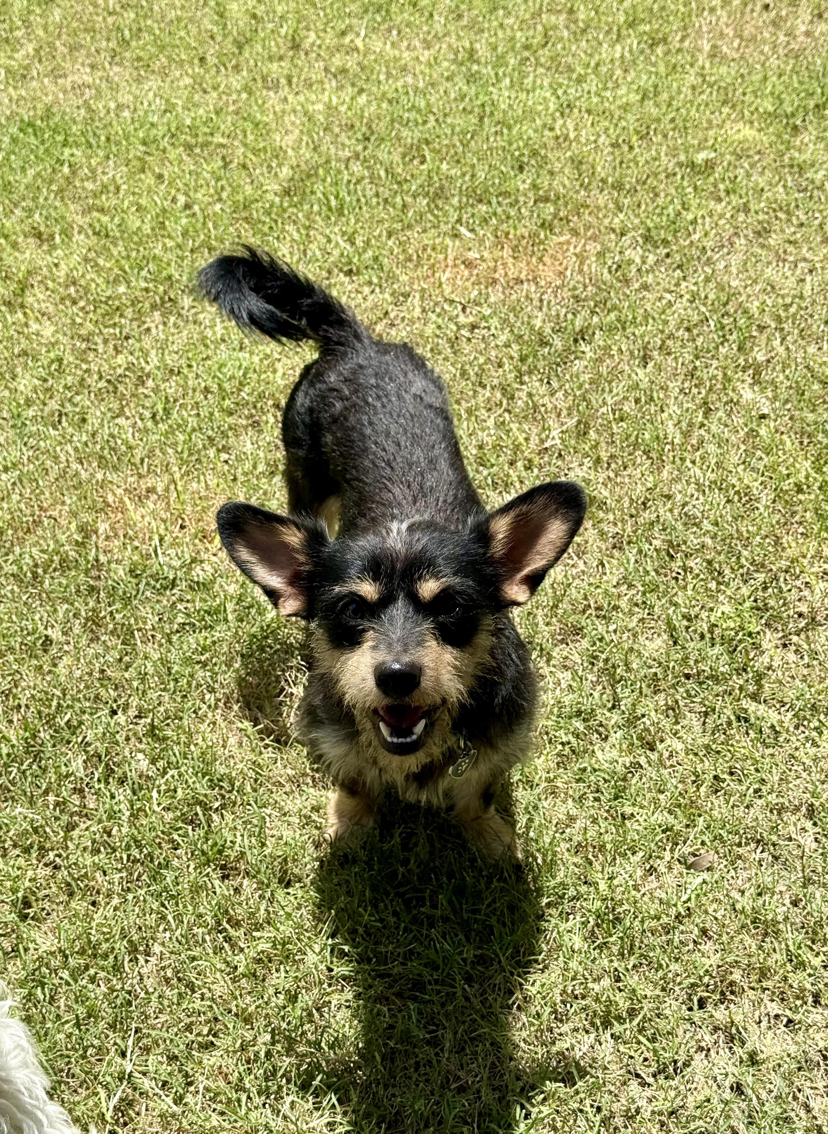 Enlarge Scamp loves kids, dogs, and cats, a ADOPTABLE mixed breed in Lockhart, TX image 5/5