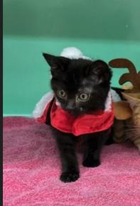 GRAVEY - FFPR, Adoptable, Kitten Male Domestic Short Hair.