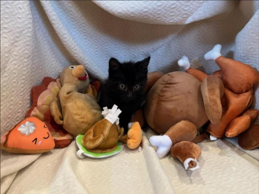 Enlarge GRAVEY - FFPR, a Adoptable Domestic Short Hair in Walnut Creek, CA image 2/2