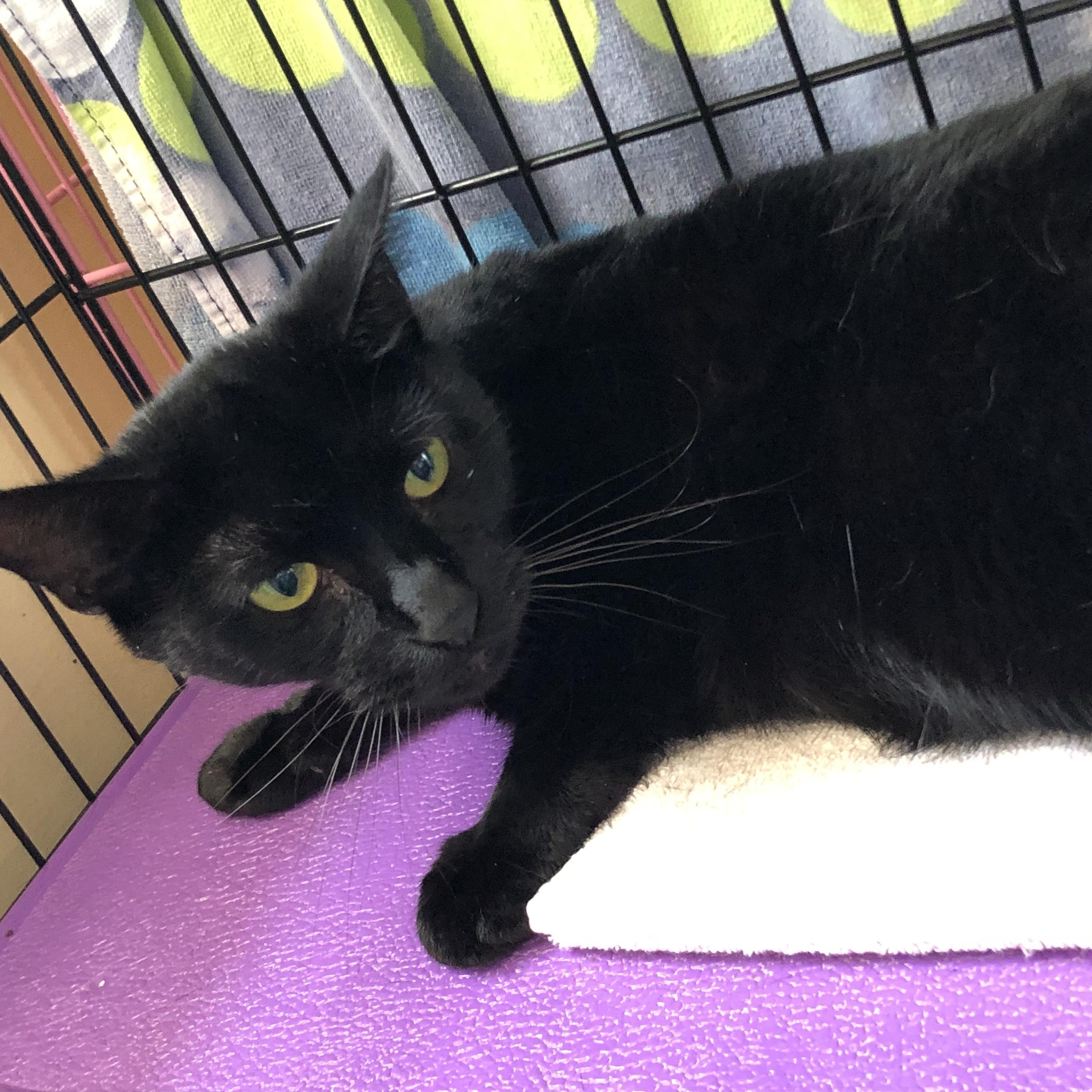 Mole, an adoptable Domestic Short Hair in Salisbury, MA, 01952 | Photo Image 5