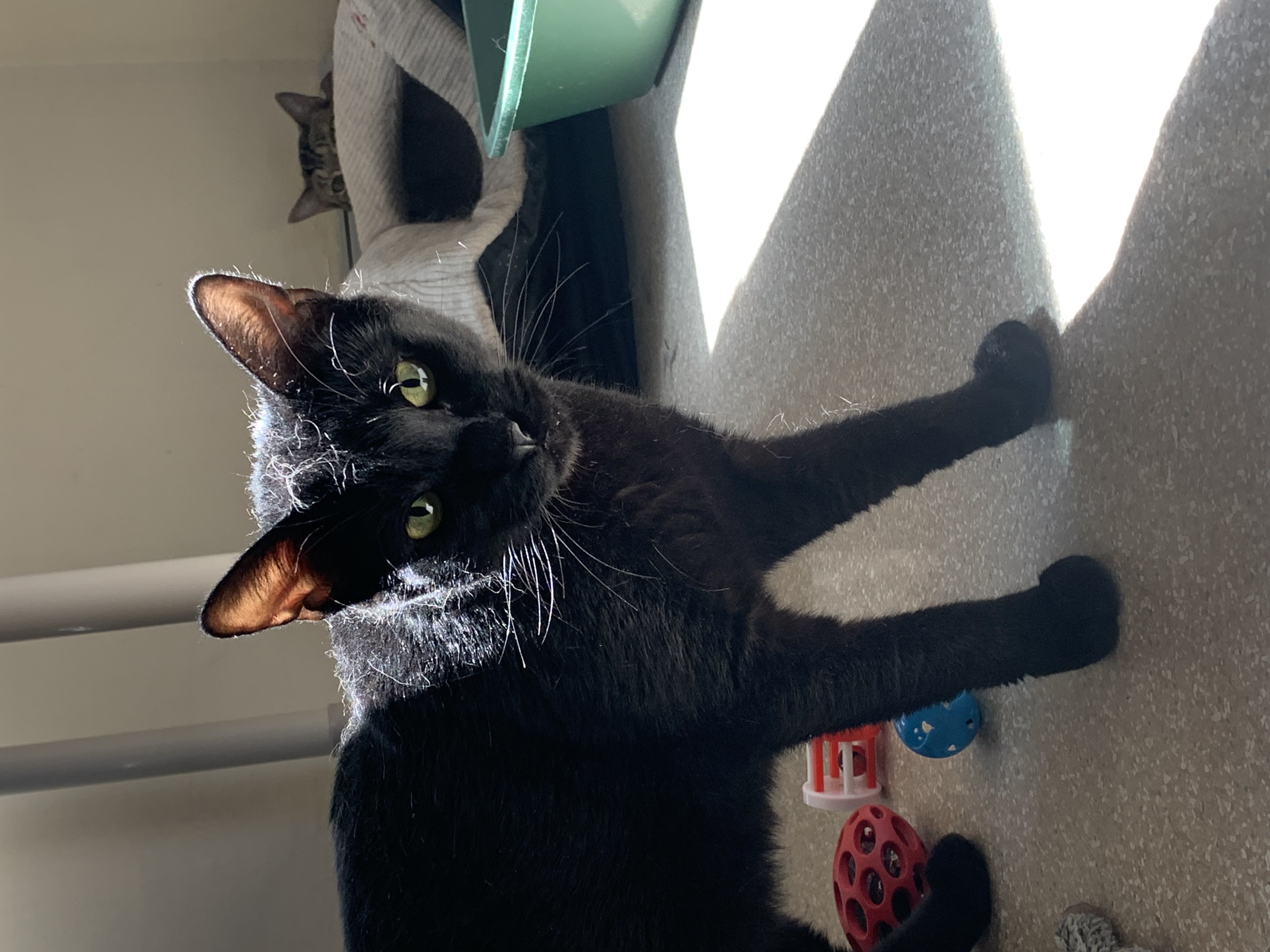 Mole, an adoptable Domestic Short Hair in Salisbury, MA, 01952 | Photo Image 3